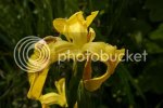 iris0974.jpg