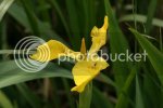 iris0975.jpg