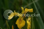 iris0976.jpg