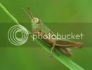 grasshopper1029copy.jpg