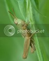 grasshopper1031copy.jpg