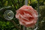 roses1049.jpg