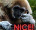 93061-thumbs20up20monkey3.jpg