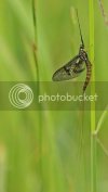 mayfly1067copy.jpg