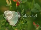 greenhairstreak.jpg greenhairstreak.jpg