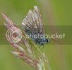 smallblue1076copy.jpg