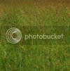 meadow11092copy.jpg