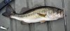 fish.jpg