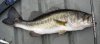 11-20 big fish.jpg