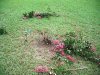 crepe myrtle.jpg