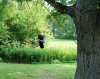 c swinging.jpg