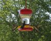 humingbirds 011A.jpg