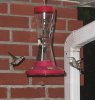 humingbirds 039A.jpg
