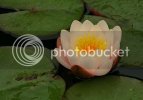 waterlily1098copy.jpg