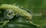 caterpiller1101copy.jpg