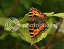 smalltortoiseshellbutterfly1131copy.jpg