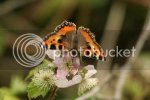 smalltortoiseshellbutterfly1129copy.jpg
