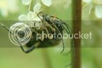 beetles1139copy.jpg