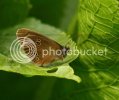 ringlet1143copy.jpg