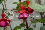 fuchsia1155copy.jpg