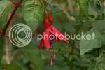 fuchsia1159copy.jpg