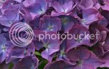 hydrangea1162copy.jpg