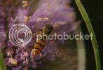 hoverfly1165.jpg