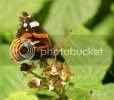 redadmiral21171.jpg