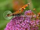 SMALLTORTOISESHELL1196.jpg