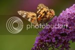 paintedlady1193.jpg