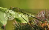 damselfly1245.jpg