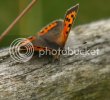 smallcopper1252.jpg
