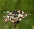 marbledwhitebutterfly1.jpg