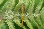 commondarter1260.jpg
