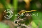commondarter1261.jpg