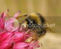 bee1266copy.jpg