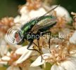 greenbottle1304.jpg