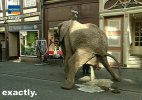 elephant-shit.jpg
