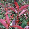 photinia-red-robin.jpg