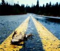 dead_frog_at_road.jpg