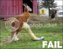 kangaroo99fail.jpg