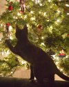 ChristmasTreeCat-m.jpg