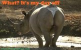 thong+rhino+funny+animals.jpg