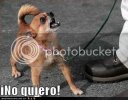 funny-dog-pictures-little-dog-angry.jpg