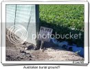 00063-funny-pictures-australian-bur.jpg