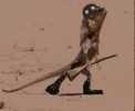 anim.gif