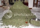 pile_of_marijuana.jpg