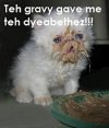 funny-cat-pictures-313.jpg