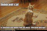 funny-pictures-cat-is-innocent-and-hurt.jpg