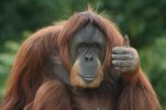 thumbs-up-orangutan.jpg